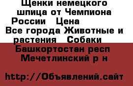 Щенки немецкого шпица от Чемпиона России › Цена ­ 50 000 - Все города Животные и растения » Собаки   . Башкортостан респ.,Мечетлинский р-н